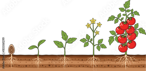 Tomato plant growth stages from seed to ripe fruit with roots visible sprout seedling