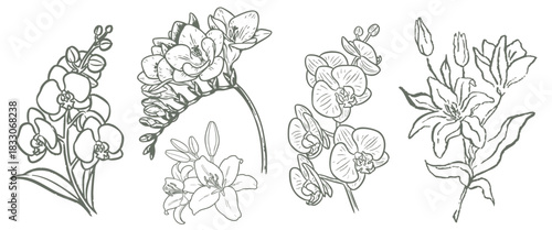 Elegant floral line art featuring orchids, lilies, and freesias, perfect for delicate designs, wedding invitations, or botanical themed projects with timeless beauty and refined style