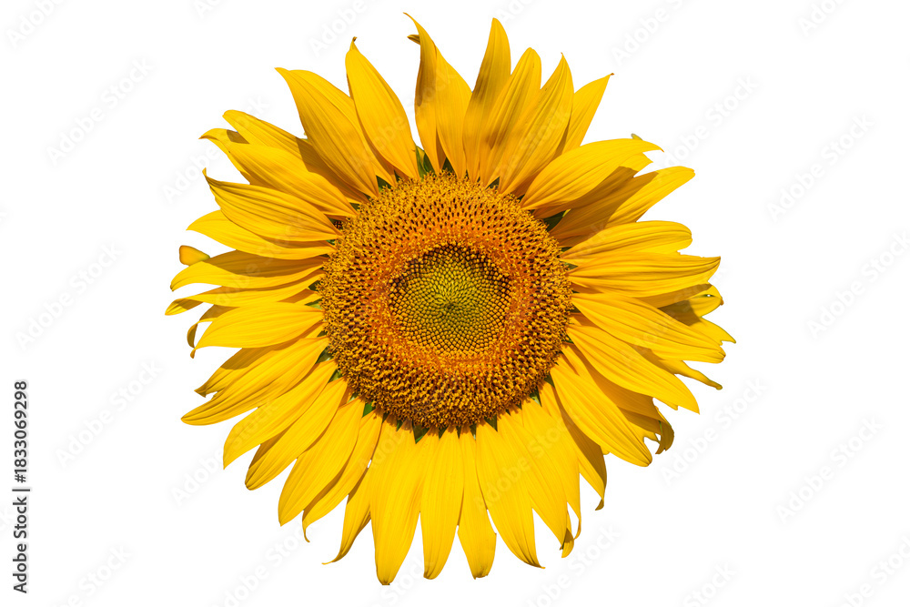 Fototapeta premium A close up shot of the sunflower, the seeds are clearly visible