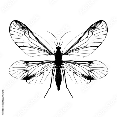 Explore detailed moth illustration vector art showcasing insect wings and entomology design