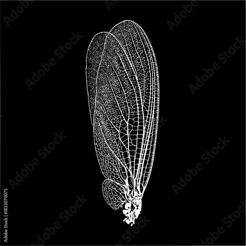 Detailed insect wings illustration mayfly wings vector graphic design element artwork