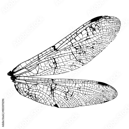 Detailed dragonfly wings illustration for insect identification and wing structure study