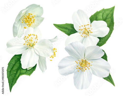 Lush white jasmine flowers with vibrant green leaves, dark backdrop