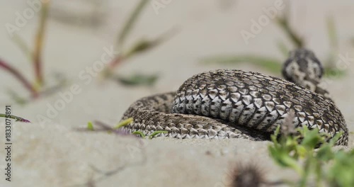 Ground level close-up view of Moldavian meadow viper (Vipera ursinii moldavica) on sand sensing the air with the tongue to seek for prey