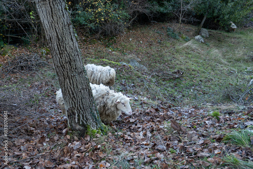 White sheep grazing on a quiet forested hillside, surrounded by bare trees and soft natural light, creating a peaceful rural scene in the northern Italian countryside.