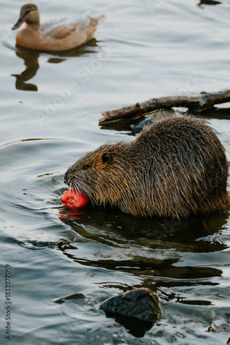 Nutria Praga