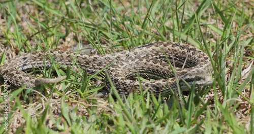 Meadow viper (Vipera ursinii) basking then crawling away in the grass