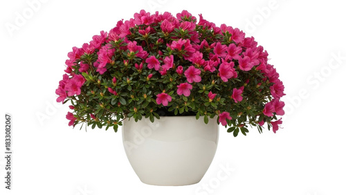 Quadro su tela Isolated azalea plant with magenta flowers in a white pot, springtime bloom, sti