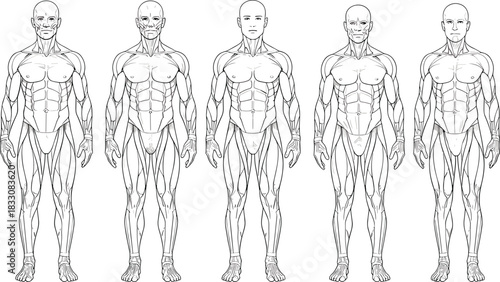 Five Line Art Human Male Anatomy Musculature Diagrams Front View human anatomy muscles