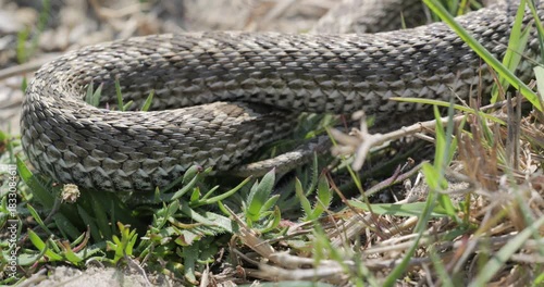 Close-up of meadow viper (Vipera ursinii) crawling away in the grass