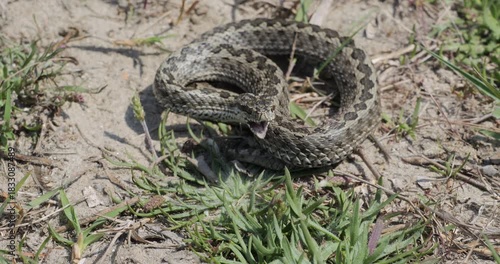 Meadow viper (Vipera ursinii) yawnling