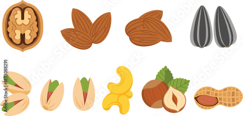 Healthy nut and seed vector collection featuring walnut, almond, pistachio, cashew, hazelnut, peanut, and sunflower seeds, representing organic food, vegan diet, baking, and natural ingredients