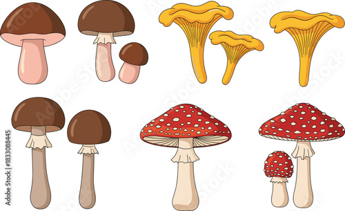 Collection of edible and poisonous forest mushrooms vector set, featuring chanterelle, boletus, and amanita species, representing foraging, cooking, nature, and organic food concepts