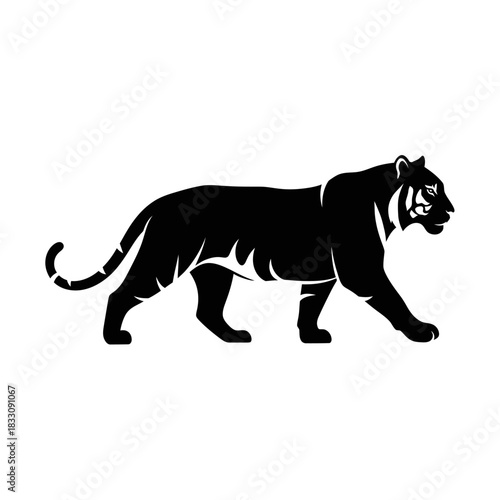 vector illustration of a tiger