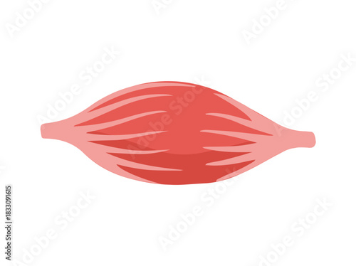 Fusiform Muscle Cells