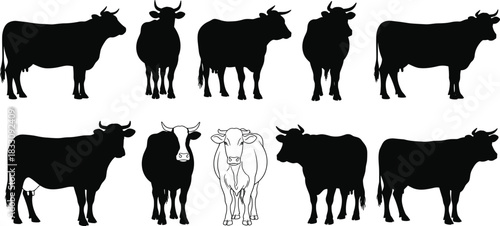 Silhouette collection of cows and cattle in various standing poses, farm livestock vector set for agriculture, rural design, illustration, and projects
