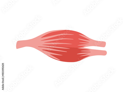 Human Biceps Brachii or Fusiform Muscle Anatomy