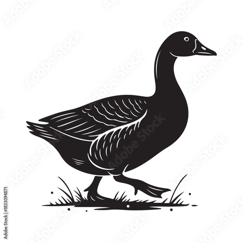 Duck isolated on white background. Goose or duck silhouette walking on grass vector illustration
