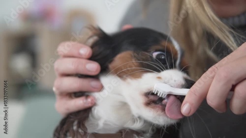woman trying to brush dogs' teeth at home