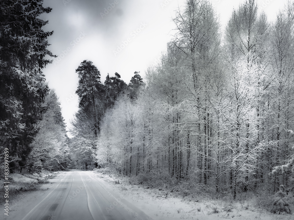 Obraz premium Zimowy las.