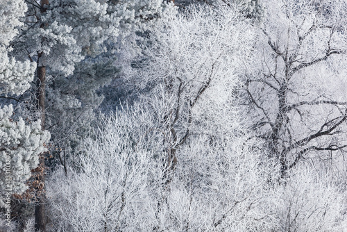 Winter landscape of frosted trees on the shoreline of Crooked Lake, Michigan, USA
