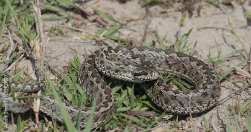 Meadow viper (Vipera ursinii) close-up view in situ