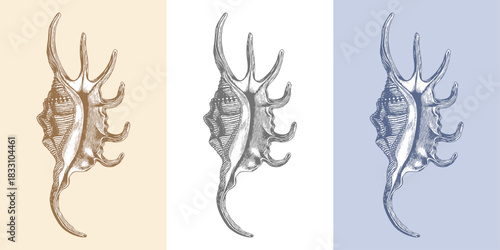 Detailed pen and ink sketch of a large spider shell with textured surface in Sepia, Black and White and Blue. Vector hand drawn illustration