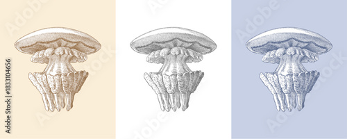 Vintage Ocean Fauna Etching, Jellyfish Line Art, Sepia, black and White, and blue sketch style, ocean wildlife decor, old engraving illustration, vintage print, nice for trendy designs