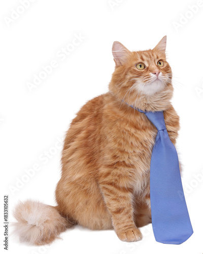 Professional ginger cat wearing a blue tie on a clean white PNG background with transparent edges, elegant studio pet portrait, business concept, advertising, branding, playful minimal design.