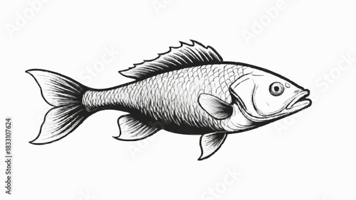 Raw fresh river fish isolated on a white background, useful for food, fishing, or seafood concepts