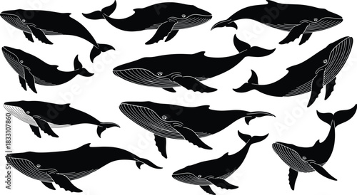 Collection of black humpback whales with white line details on a white background