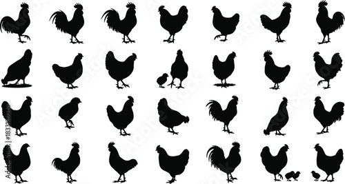 Collection of black chicken and rooster silhouettes in various poses vector