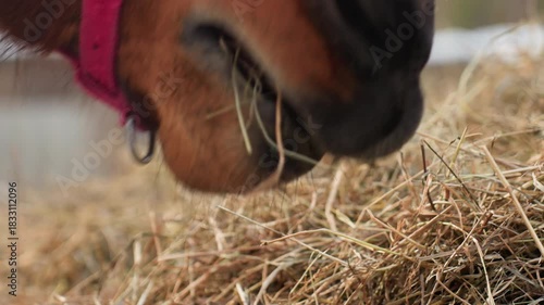 horse chewing hay, intimate shot of horse nibbling hay, detailed view of horse grazing in winter stall, cinematic macro capturing horse munching hay with textured straw and sensory richness