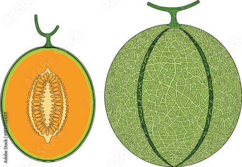 Detailed Vector Illustration of a Whole Netting-Type Cantaloupe Melon and a Halved Cross-Section, Showcasing Sweet Orange Flesh and Seeds, Perfect for Healthy Food Menus, Juice Packaging, 