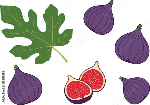 Rustic Vector Illustration of Purple Figs and a Distinctive Fig Leaf, Featuring Whole Fruits and a Juicy Cross-Section, Perfect for Mediterranean Cuisine, Gourmet Food Packaging, and Health-Focused 