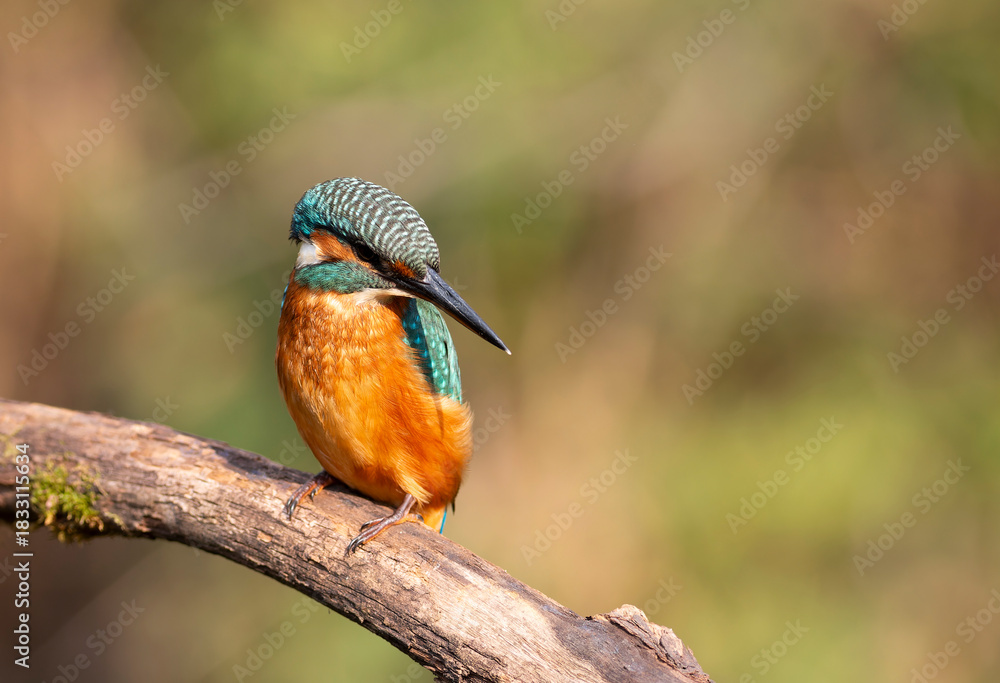 Fototapeta premium Common Kingfisher Observing Surroundings from a Branch