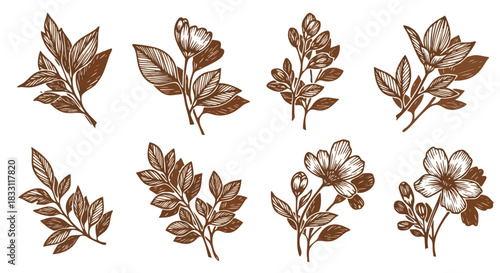 Ornate botanical illustrations of branches with leaves and flowers rendered in a classic brown hue on a white background