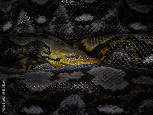 Reticulated Python Close-up in Shadow