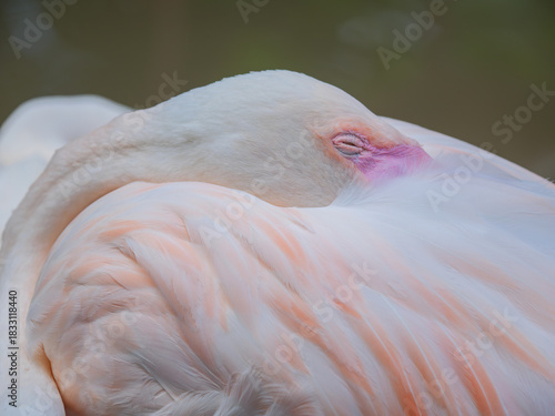Sleeping Flamingo Head Close-up