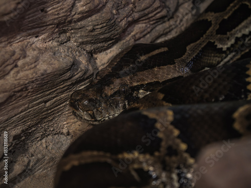 Snake Camouflaged on Tree Bark
