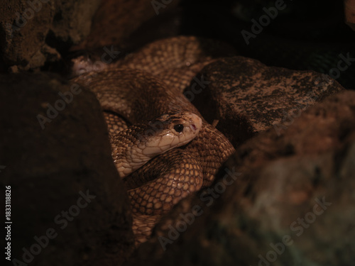 Snake Coiled in Dark Den
