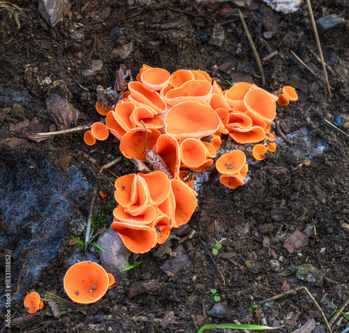 orange peel fungus
