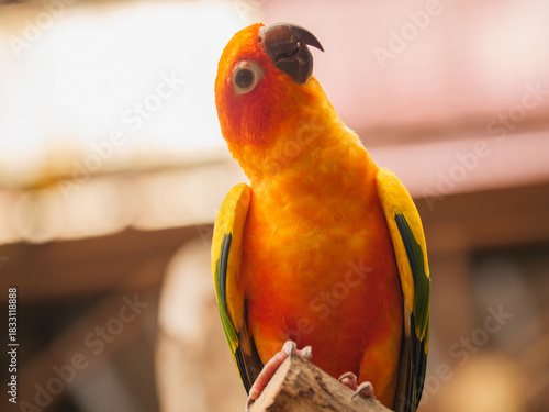 Sunlit Sun Conure Portrait (Head Tilted)