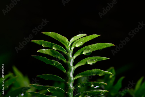 Suspended Water Droplet Macro