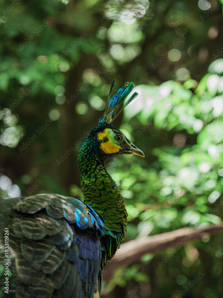 Fototapeta premium Vibrant Green Peafowl Portrait