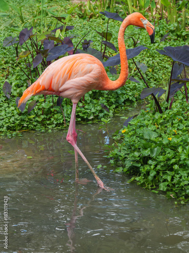 Vibrant Orange Flamingo in Green Habitat