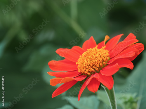 Vibrant Red-Orange Flower Close-up