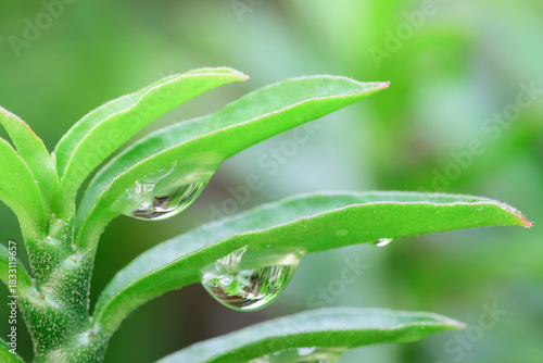 Water Droplet on Fresh Green Leaf