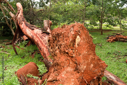 A large tree that fell over and was uprooted during a rain storm