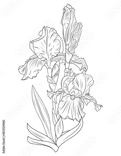 Royal Bearded Iris Flower